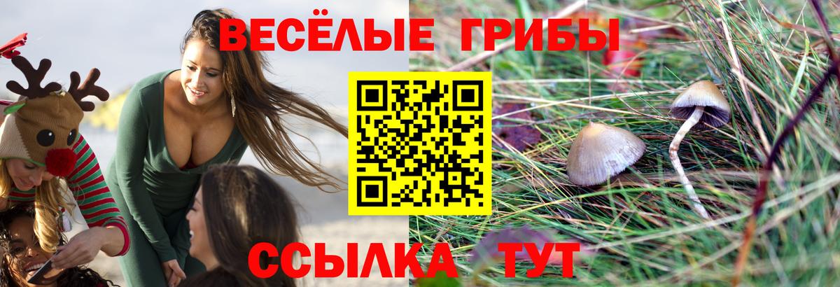 Галлюциногенные грибы Psilocybine cubensis Луховицы